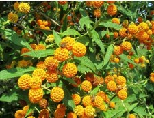 Buddleja Globosa Plant –