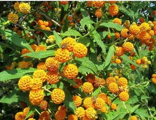 Buddleja globosa plant - globosa, –
