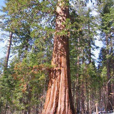 Sequoiadendron Giganteum - 20
