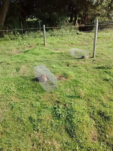 Rabbit traps catch - x2, catch-alive