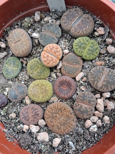 Lithops living stones - lithops,
