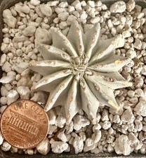  Geohintonia mexicana / cactus