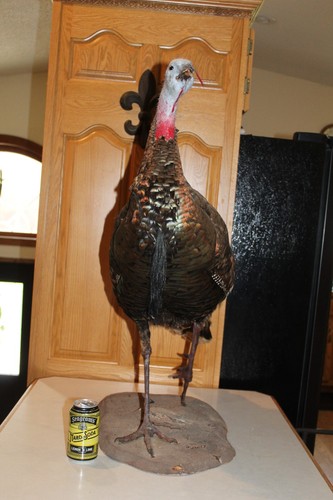 Bearded hen turkey - bearded, mount