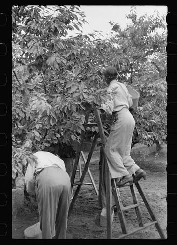 Photo 1930s women - women, picking