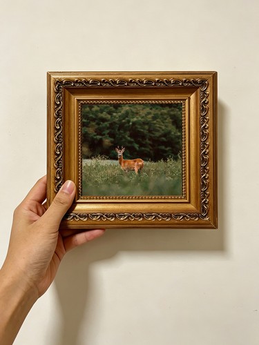 Roebuck tall grass - roebuck, meadow