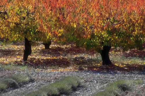 France autumn orchard - , trees