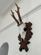 Antlers of a  Roe Deer 533 Real Taxidermy mounted interior design horns