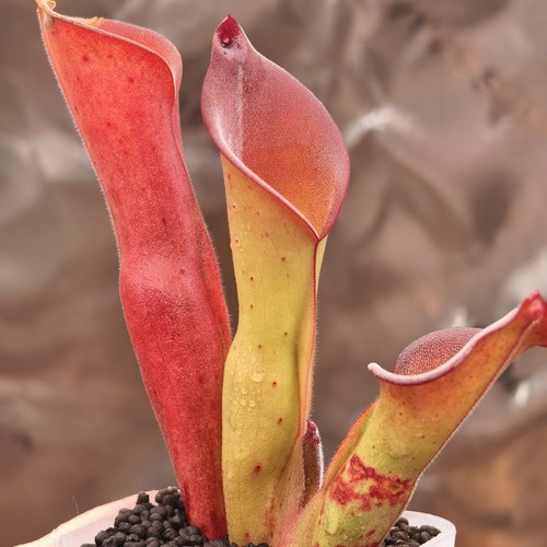 Heliamphora uncinata andy - heliamphora,