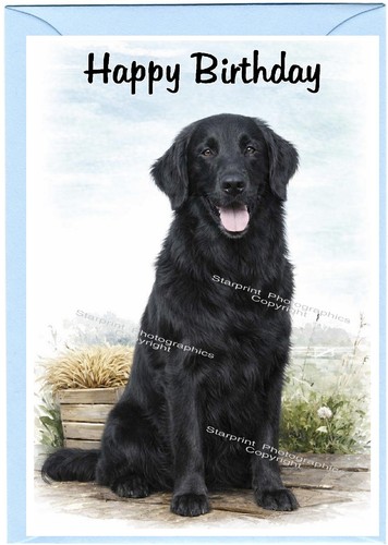 Flatcoat retriever dog - flatcoat,