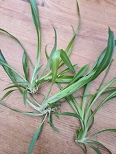 Spider Plant 3 x babies with roots ready for potting reptile tortoise Viv safe