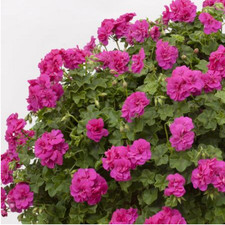6 Trailing Geranium Ivy Leaf