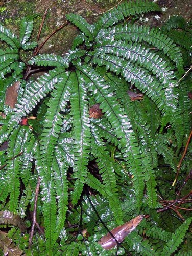 Adiantum hispidulum maidenhair - adiantum,
