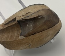 Partial Sperm Whale Tooth
