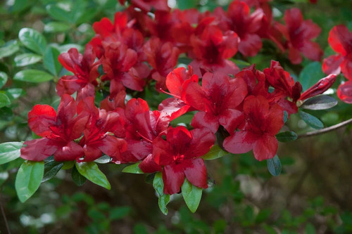 Midnight flare azalea - ~~midnight, flare~~azalea