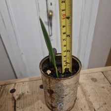 Medjool Date Palm Tree Indoor