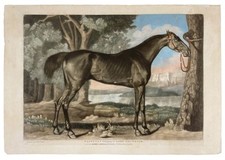 George STUBBS / Pangloss belonging to Lord Grosvernor 1790