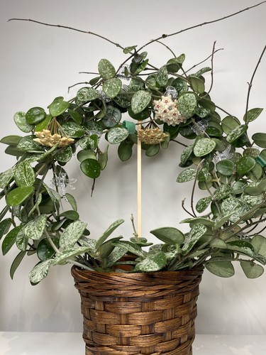 Hoya mathilde splash - mathilde,