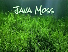 Java Moss Singapore Moss Live