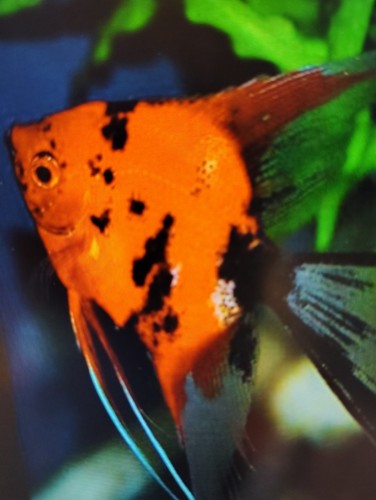 Beautiful red devil - beautiful,