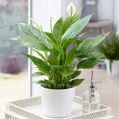Lily indoor plant - indoor,