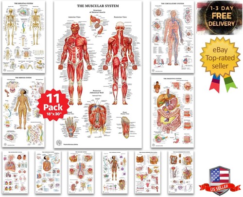 Human anatomy posters - posters,