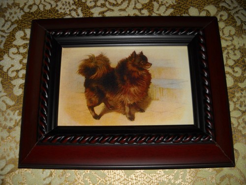 Happy pomeranian dog x - dog,