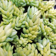 Sedum Burrito Houseplant in 12cm Pot - Real Donkey Tail Perennial Indoor Plant