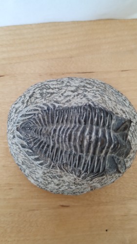 Fossil trilobite hollardops - fossil,