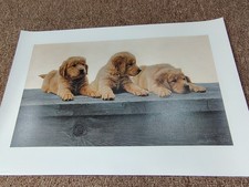 Golden Retriever PUPS DOG