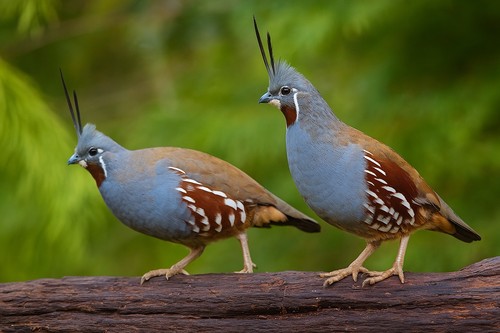 Mixed bag pheasant and - of,