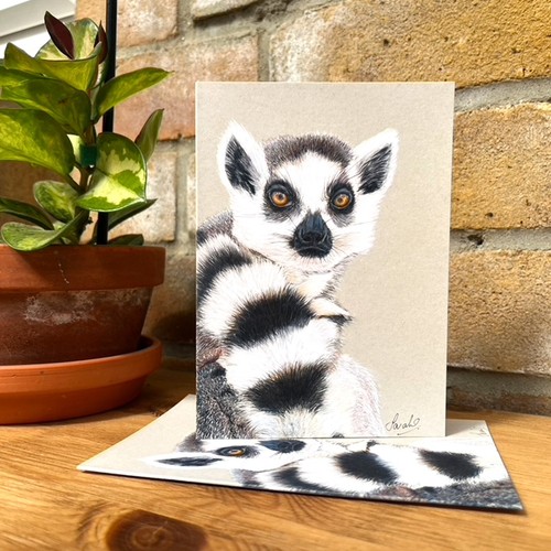 Ring tailed lemur - ring, wildlife
