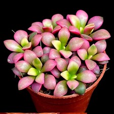 Anacampseros  ‘Pink