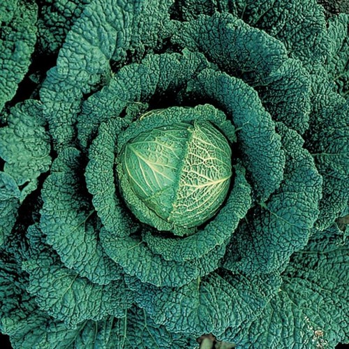 Savoy cabbage seeds - savoy, x
