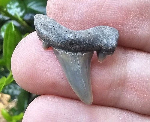 Rare parotodus pavlovi shark - parotodus,