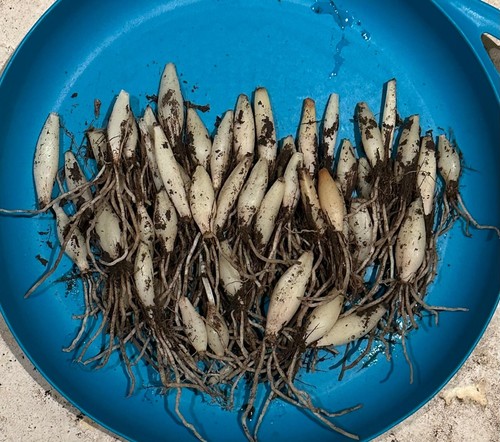 Wild garlic organic bulbs - wild,