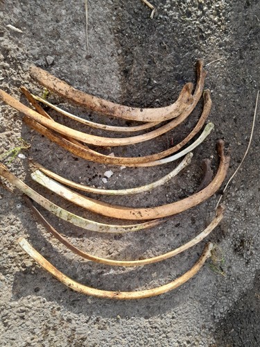 Horse ribs bones craft - bones,