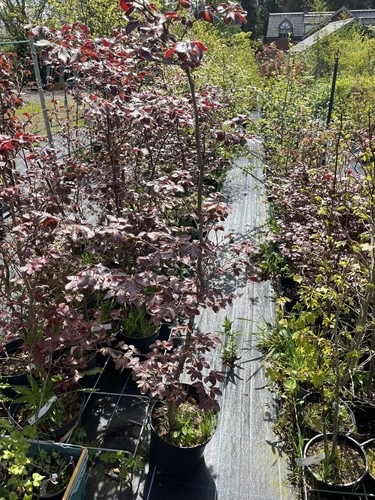 Purple copper beech - purple/copper,
