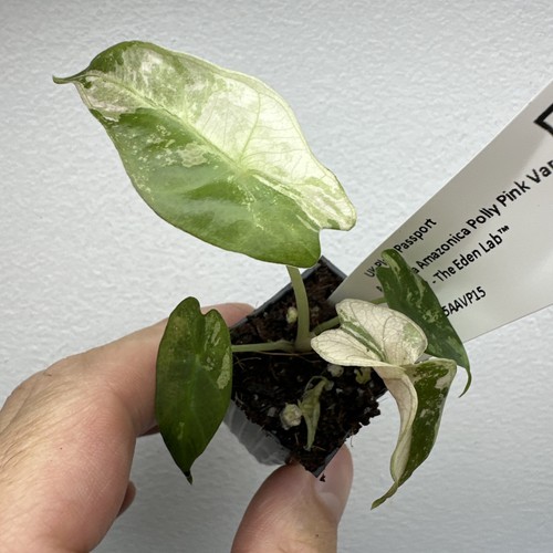 Alocasia polly pink variegata - polly,