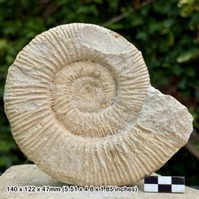 Rare perisphinctes - rare,