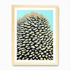 Acropora Tenella Iiii Linocut