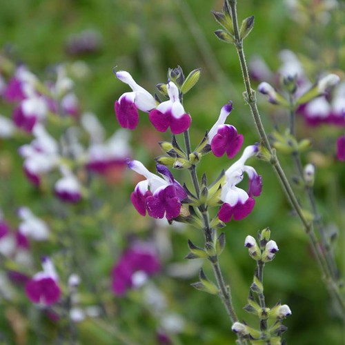 Salvia amethyst lips - amethyst,