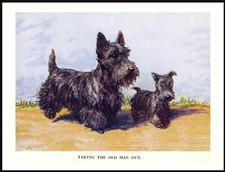SCOTTISH TERRIER AND PUPPY