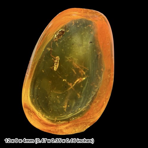 Aphid fossils baltic amber - aphid,