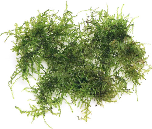 K2aqua grams weeping moss - k2aqua,