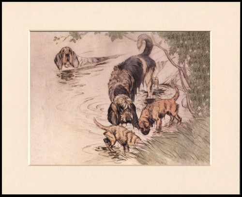 Otterhound border terrier - &,