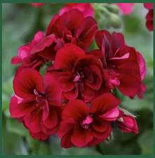 GERANIUMS Trailing x12