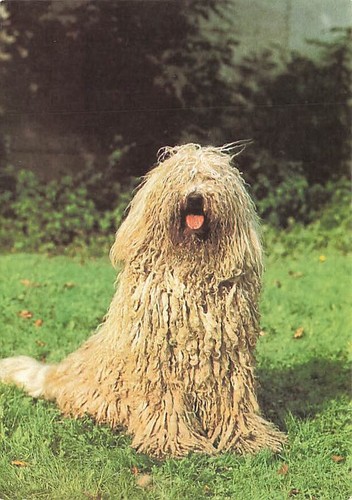 Old postcard komondor - old,