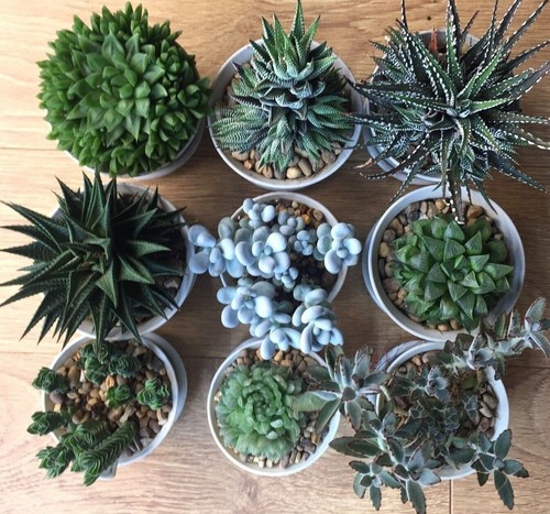 Succulent bundle or 10 - bundle,