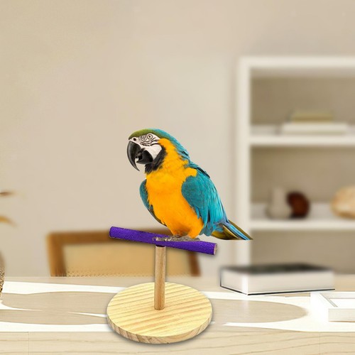 Parrot training perch - training, gym