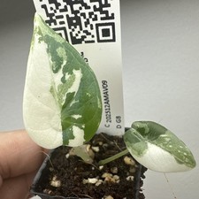 Alocasia Maharani Variegata -